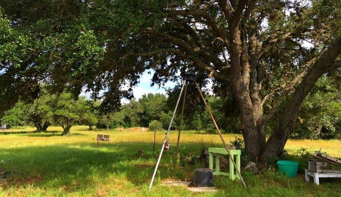 How to meditate effectively - an oak as a meditation partner